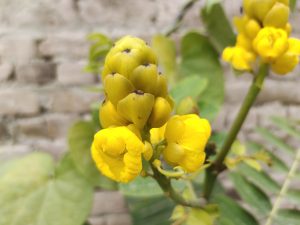 Yellow flower
