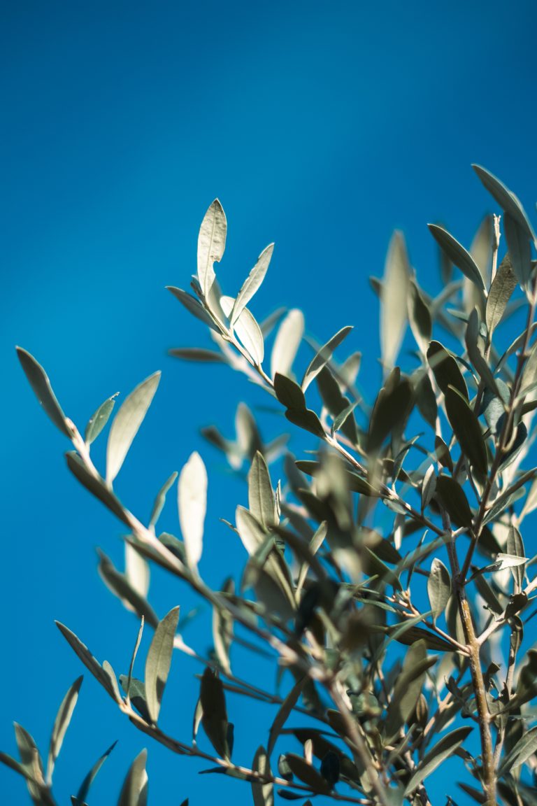 Branches of an Olive tree