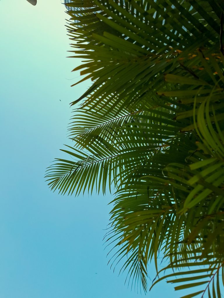 Leaves with blue sky