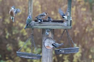 Arrival and take off of Chaffinches, Blue Tits and Coal Tits to at the garden bird table - Fringilla coelebs, Cyanistes caeruleus, Periparus ater.