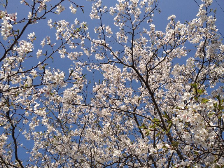 Ooamishirasato-shi, Chiba, Japan Mountain Cherry Blossom