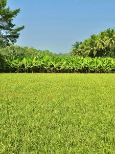 A long view of rice, banana and coconut fields. The common crops of Kerala, India. 