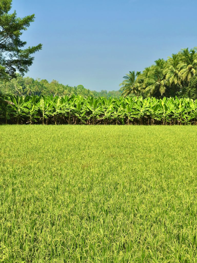 A long view of rice, banana and coconut fields. The common crops of Kerala, India.