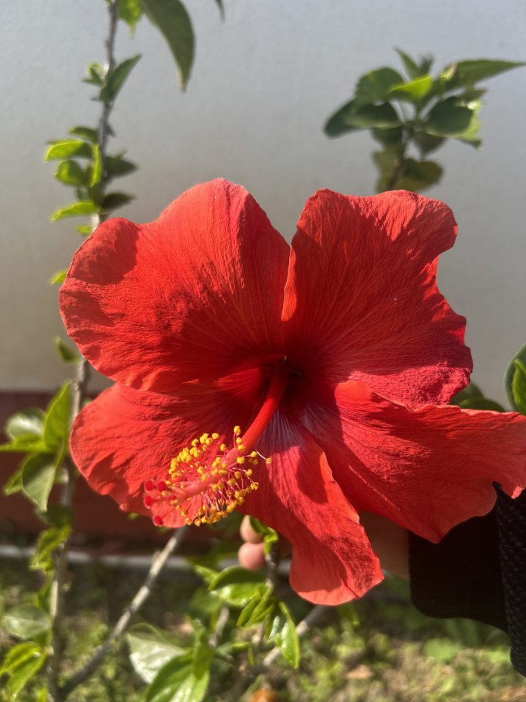 Close-up view of a hibiscus blossom.