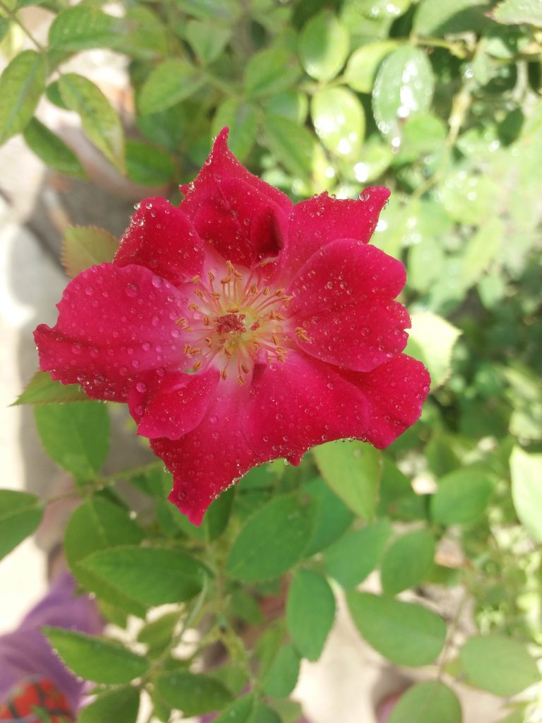 Red rose