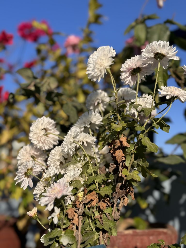 White China aster flower in a rooftop garden