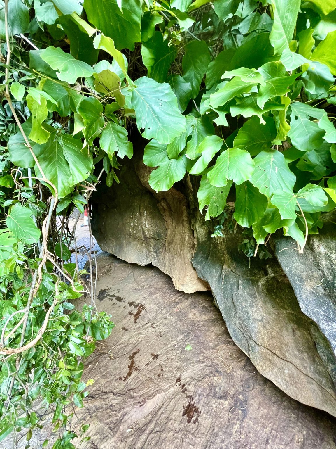 Vines are creating a hut by covering big rocks. From Seetharkund Waterfalls, Palakkad.