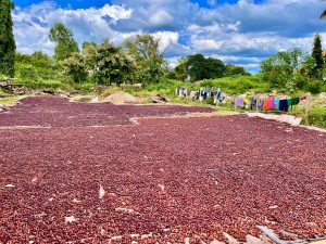 Coloured betel nuts aka areca nuts drying under the sunlight. From Hassan, Karnataka.