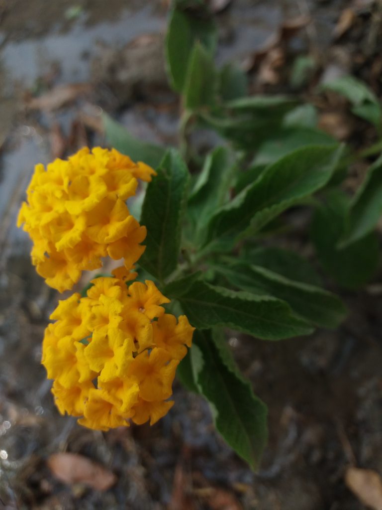 yellow lantana