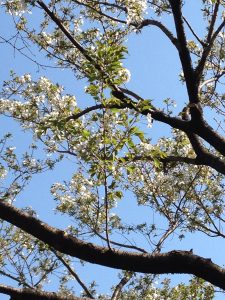 Ooamishirasato-shi, Chiba, Japan Mountain Cherry Blossom