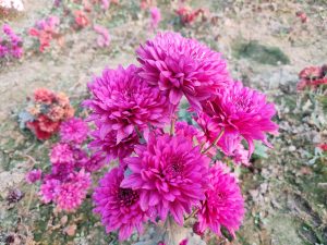 Chrysanthemum flower

