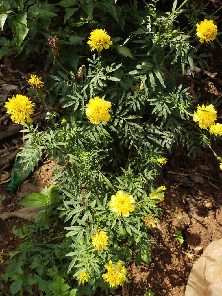 Yellow marigold flower