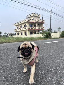 Dog on Highway and a house in the background! 