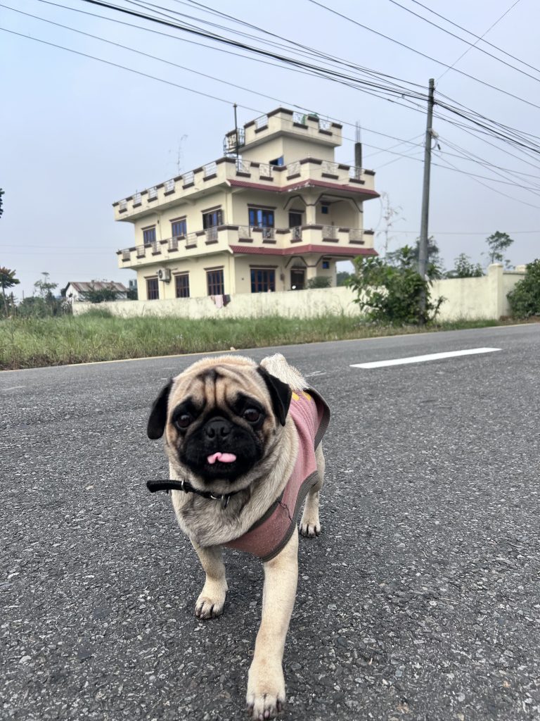 Dog on Highway and a house in the background!