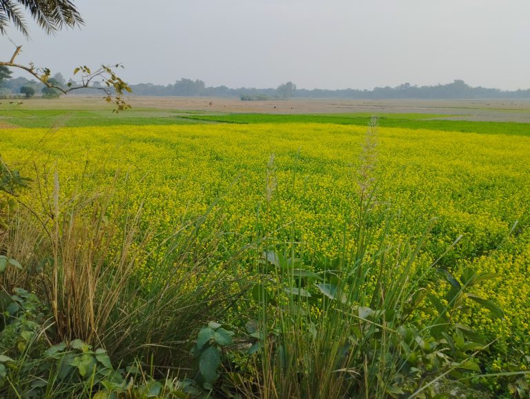 Mustard field, The natural beauty of Bangladesh.