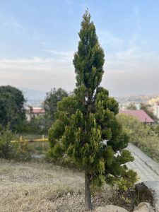 Tall Cypress Pine in the greenery park! 