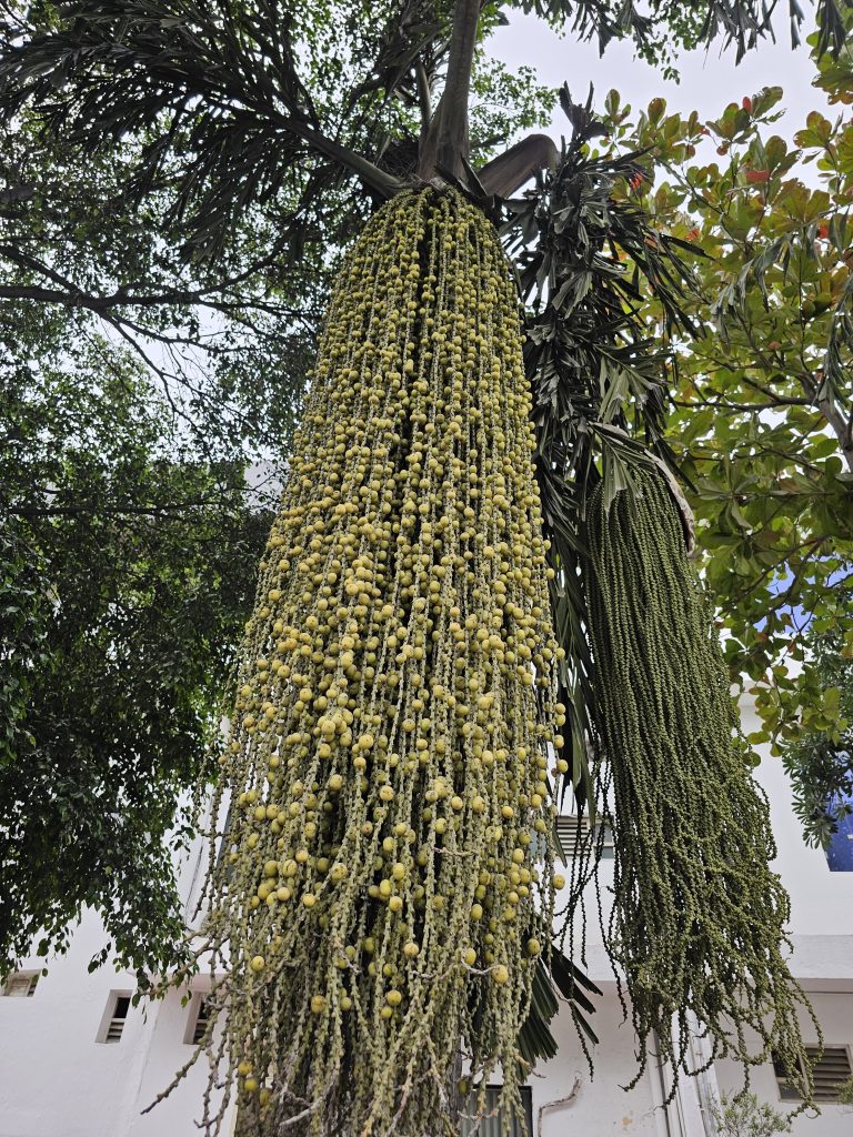 Close view of Fishtail palm’s berries, from Udaipur