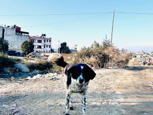 A dog looking for some food!