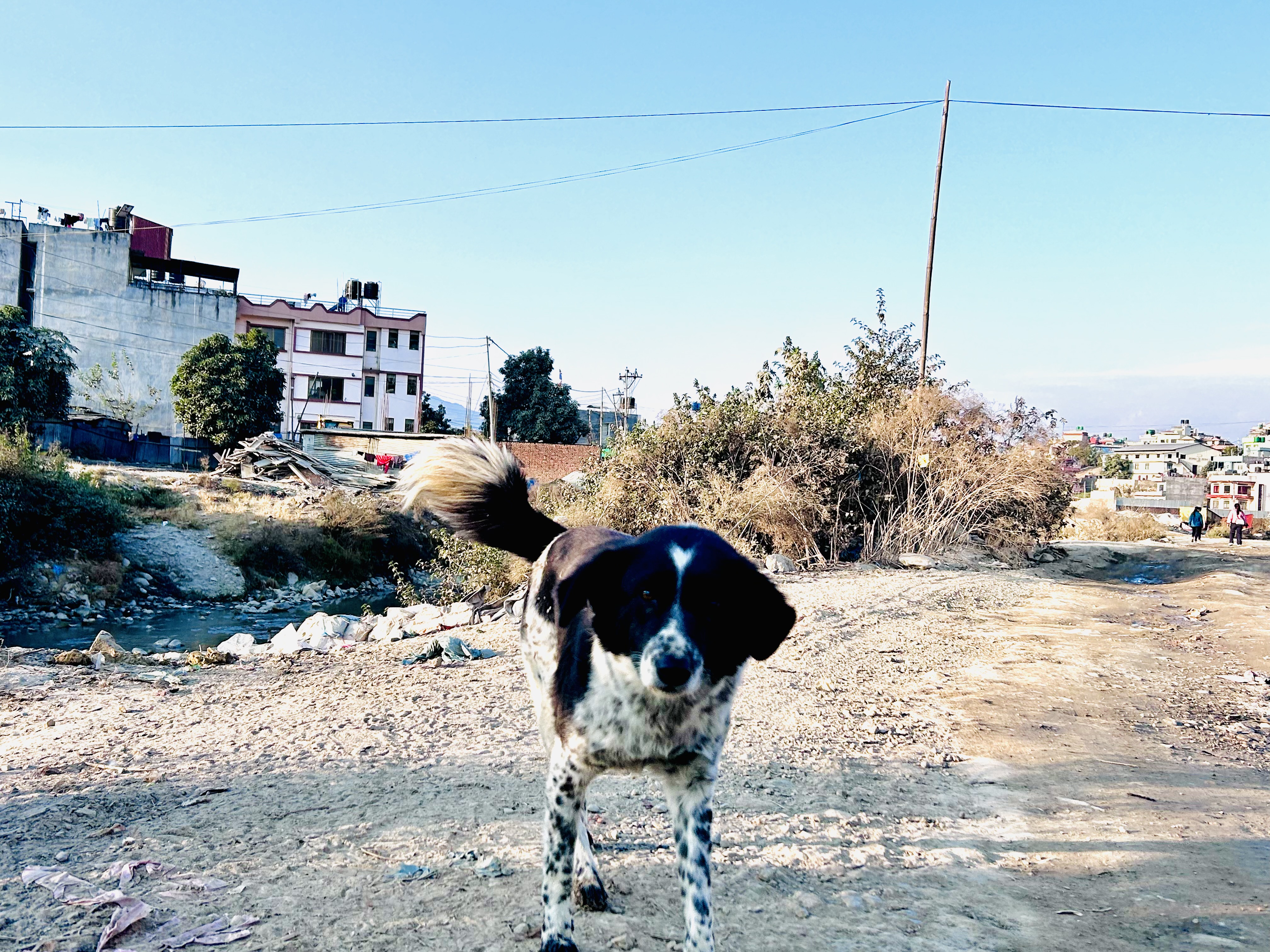 A dog looking for some food!