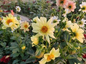 Dahlia flower
