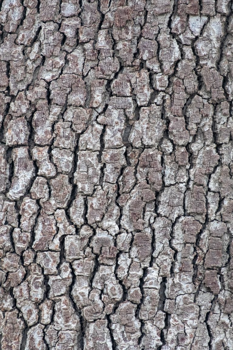 Close-up tree bark