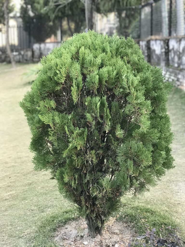 Cypress Tree (dhupi plant)