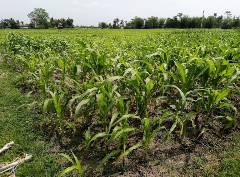 Nepal’s cultivation of corn.