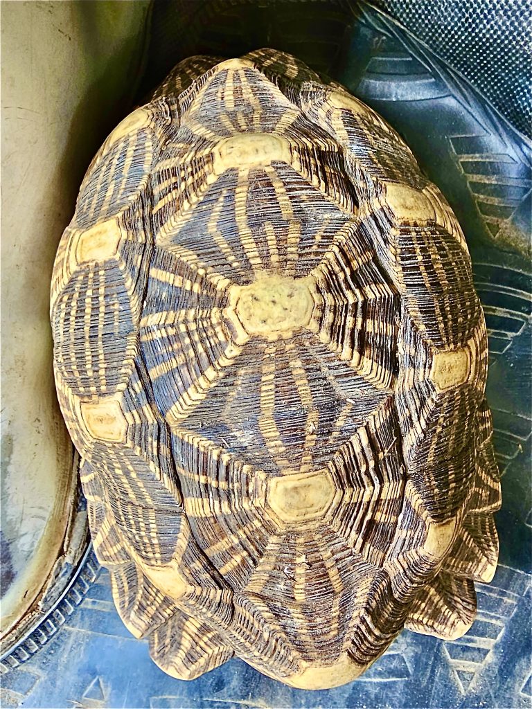 A recused Indian star tortoise (Geochelone elegans), from Sajjangargh Wildlife Sanctuary, Udaipur, Rajasthan.