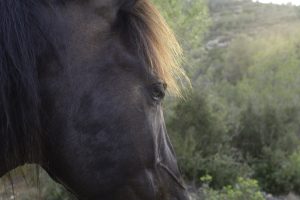 Dark brown horse’s head, adorned with a sunlit black mane
