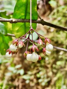 Chains Of Glory(Clerodendrum Wallichii) flower buds. From our garden, Perumanna, Kozhikode, Kerala. 