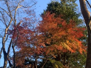 leaves changing color (colour), Toeda no Mori, Ooamishirasato-shi, Chiba, Japan