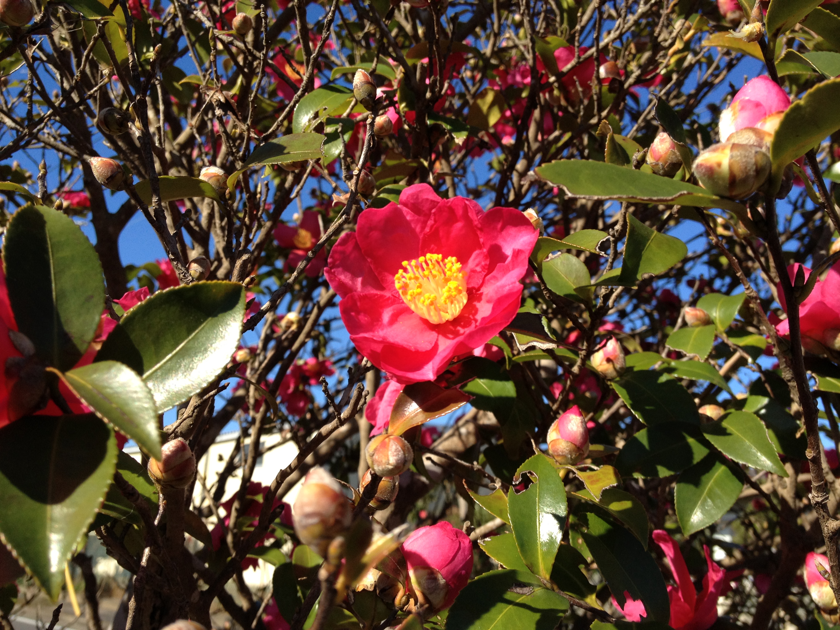 Camellia japonica