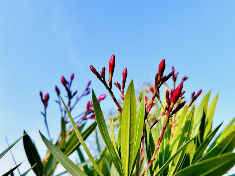 Close-up pink seed pods and green leaves with blue sky!