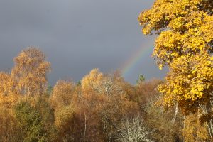 Autumn tree tops, grey sky, partial rainbow.