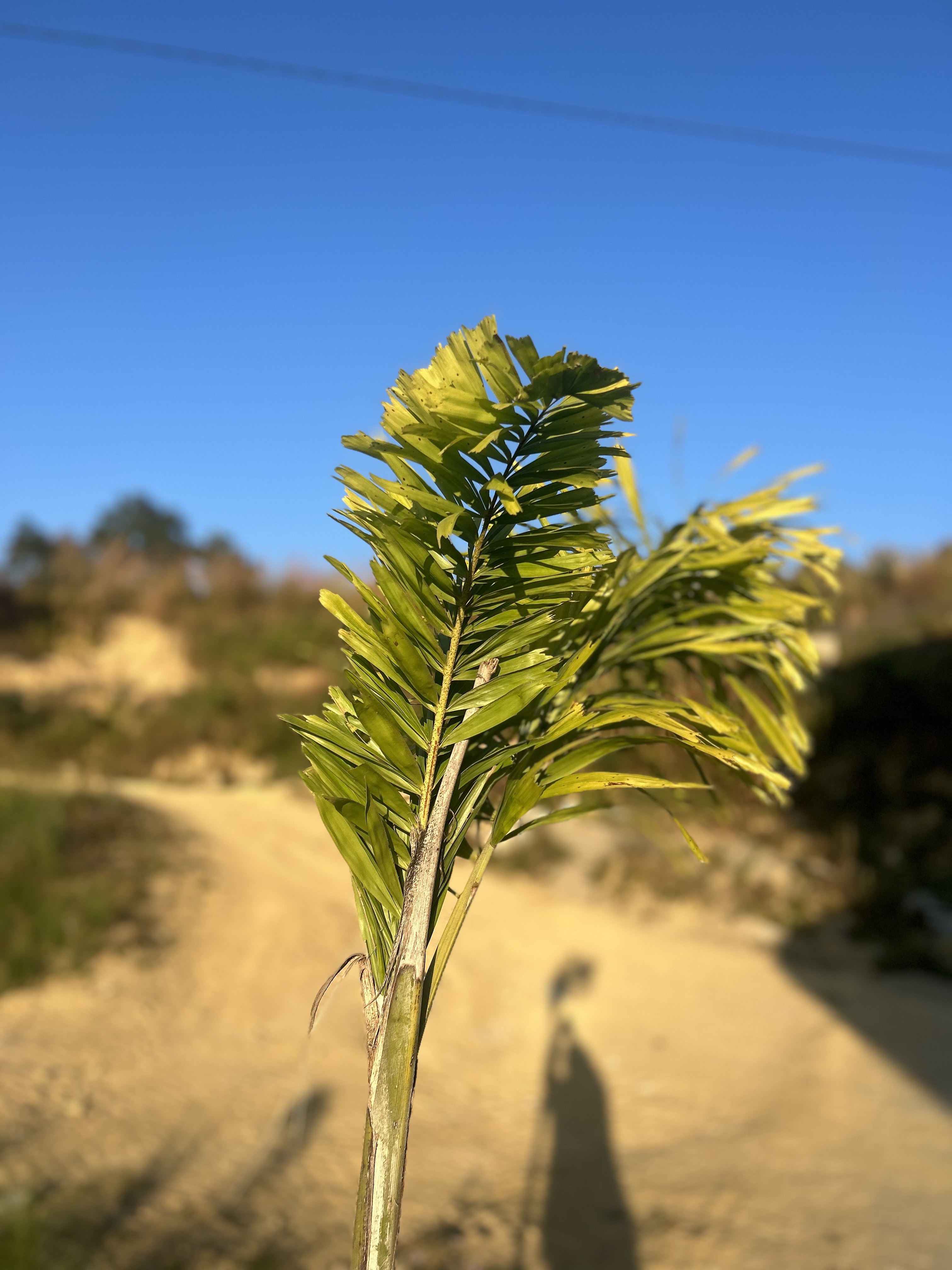 A plant with green foliage set against a backdrop of a blue sky.