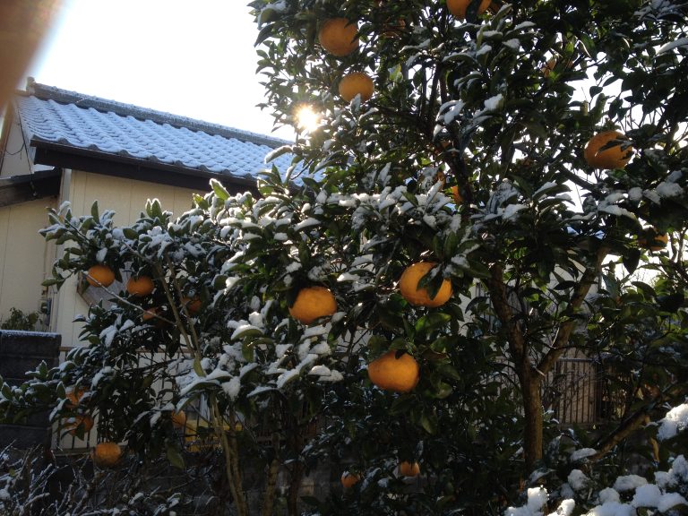 snow piled on tangerine trees