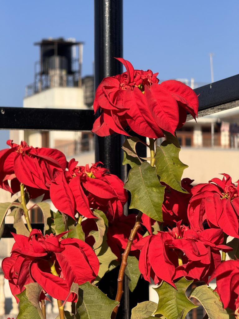 Poinsettia flower