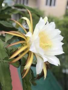 Dragon fruit flower buds