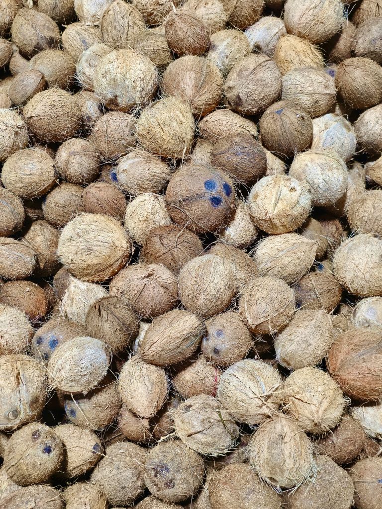 A closer view of peeled coconuts for rituals in a temple from Perumanna, Kozhikode, Kerala.