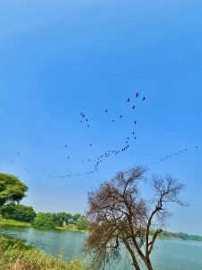A long view of a group of birds. From thol bird sanctuary, ahmedabad