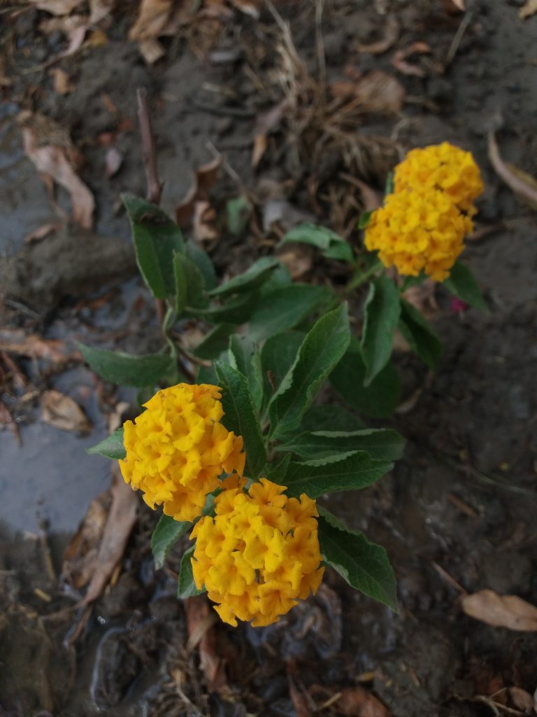 yellow lantana