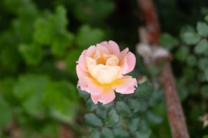 Dreamy pink/yellow rose