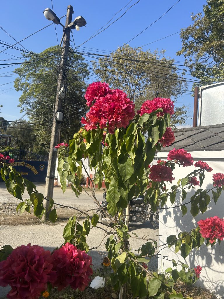 Pink blossoms and vibrant green leaves with the presence of an electricity pole in the background.