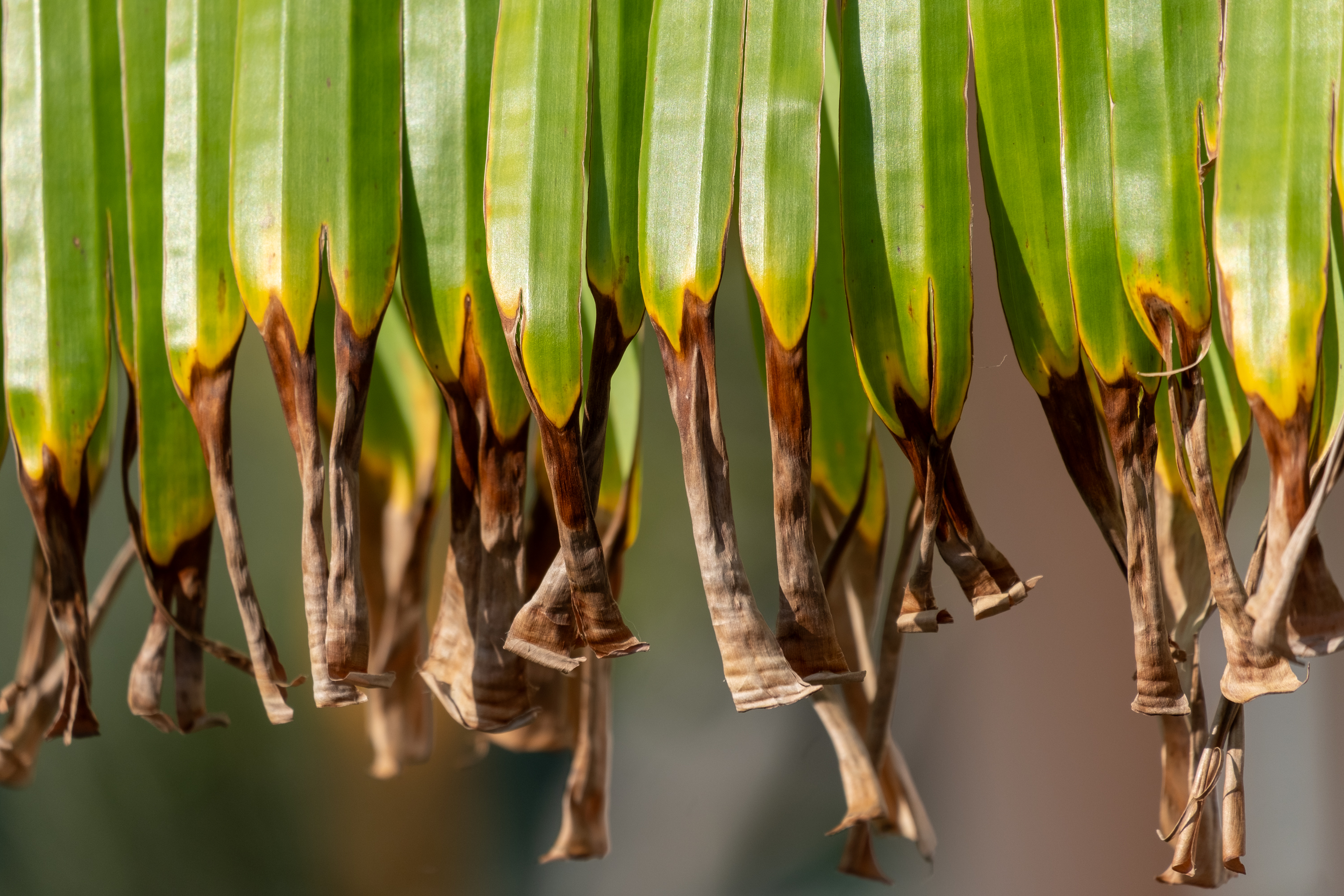 A plant is preparing for a winter break