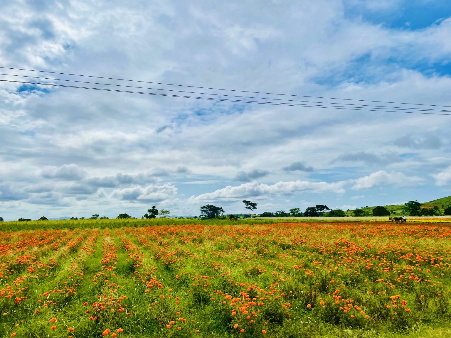 Long view of marigolds fields. From Gundlupete, Karnataka.