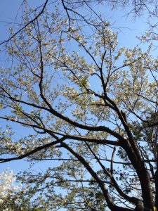 Ooamishirasato-shi, Chiba, Japan Mountain Cherry Blossom