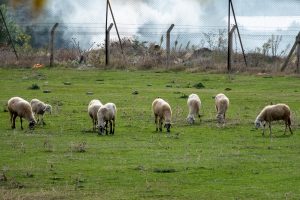 Sheep herd in the field eating grass 