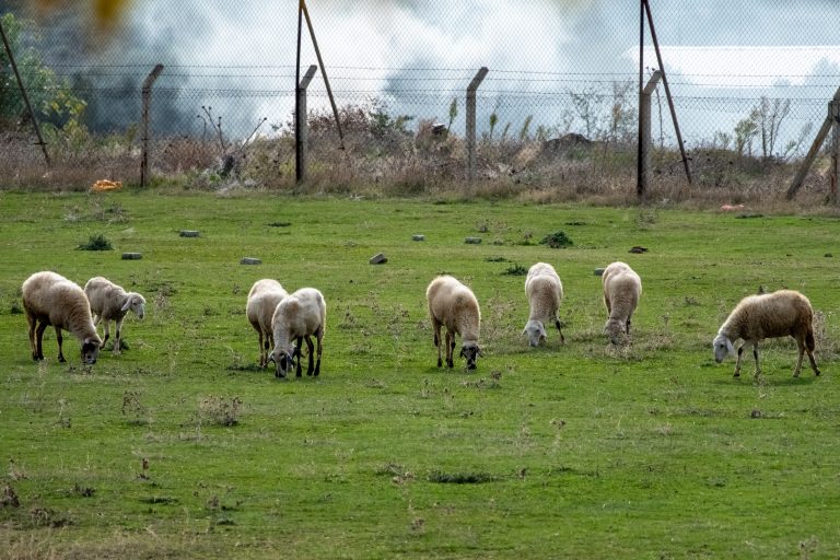 Sheep herd in the field eating grass