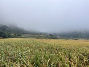 Paddy field and foggy view in the background!