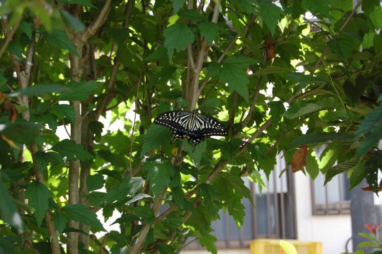 Spangle (species of black swallowtail butterfly, Papilio protenor)